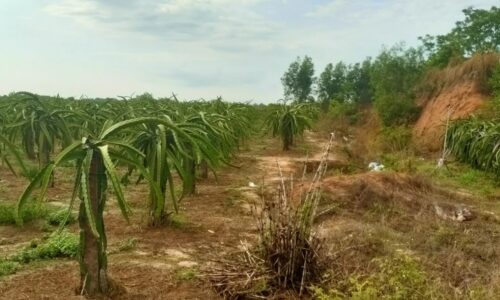 Bán đất sào tân hải thị xã lagi bình thuận giá đầu tư