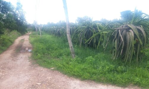 Bán lô đất mẫu đường đinh công tráng xã tân hải thị xã lagi bình thuận