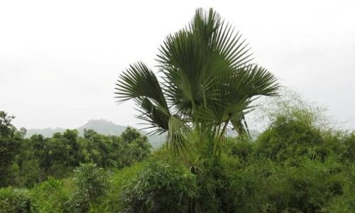 Bán lô đất mặt tiền đường nhựa tỉnh lộ 720, chiều ngang 254m  thị trấn tân nghĩa hàm tân