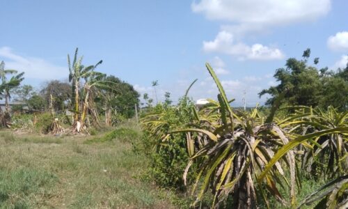 Bán đất sào đường nguyễn minh châu gần resort đất lành thị xã lagi bình thuận