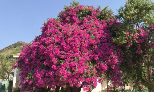Trồng hoa giấy: Lựa chọn tuyệt vời cho không gian trước nhà của bạn?