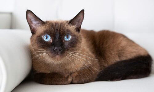 Con đường tài lộc mở ra trước mắt 3 con giáp này!