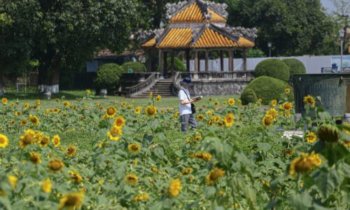 Ngưỡng mộ vườn hướng dương nở rộ tại Hoàng cung Huế: Hành trình kỳ diệu của du khách