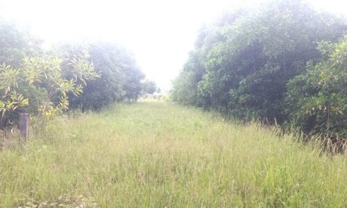 Đất Mặt Tiền Quốc Lộ 55B, Tân Nghĩa Hàm Tân Bình Thuận – Đầu Tư Đắc Địa!